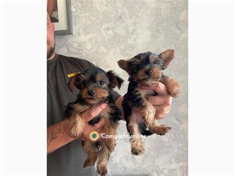 Cachorros mini barcelona PenalbaWeb.com
