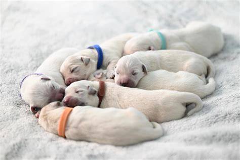 Cachorros perro gratis PenalbaWeb.com