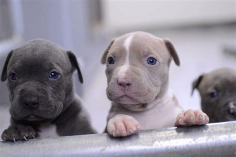 Cachorros pitbull blue PenalbaWeb.com