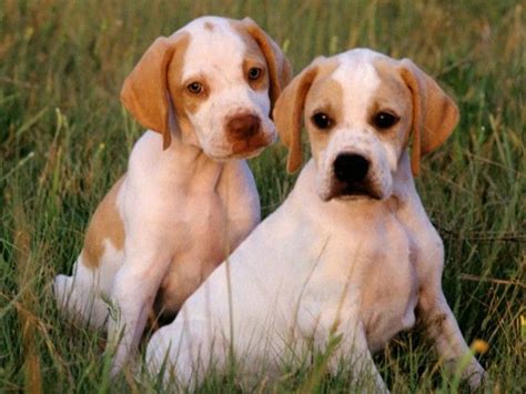 Cachorros pointer PenalbaWeb.com