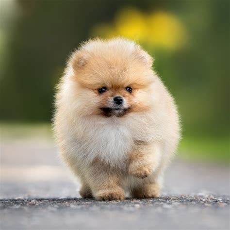 Cachorros pomerania PenalbaWeb.com
