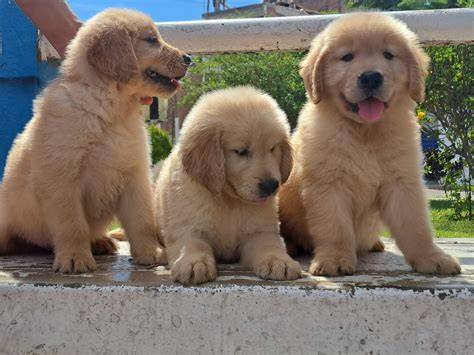 Cachorros retriever PenalbaWeb.com