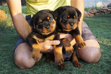 Cachorros rottweiler PenalbaWeb.com