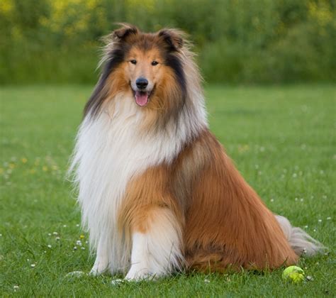Cachorros rough collie PenalbaWeb.com