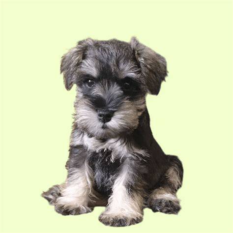 Cachorros schnauzer mini PenalbaWeb.com