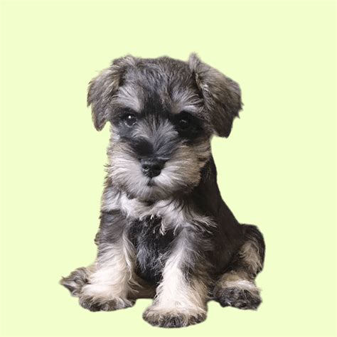 Cachorros schnauzer miniatura PenalbaWeb.com