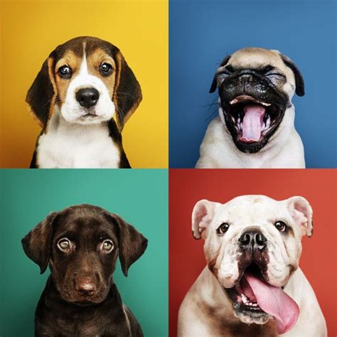 Cachorros PenalbaWeb.com