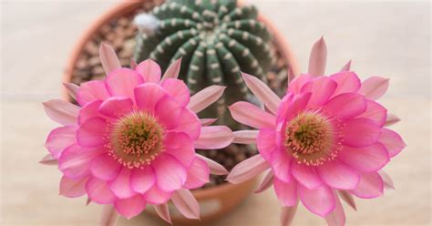 Cactus echinopsis PenalbaWeb.com
