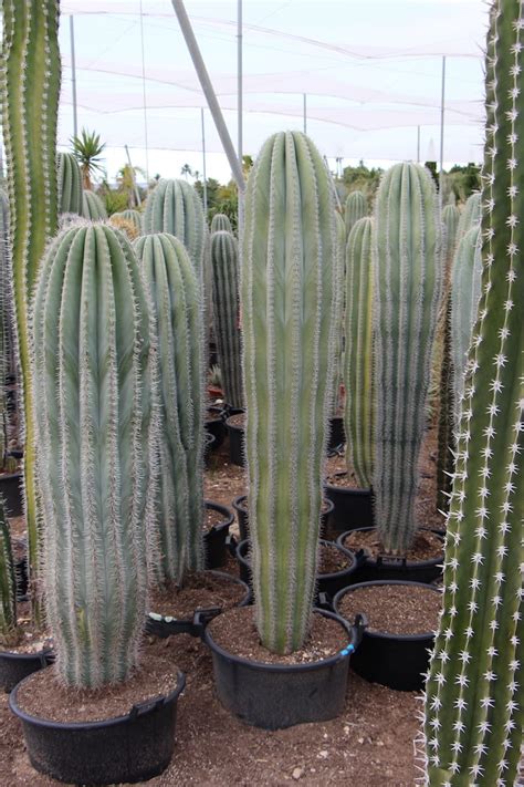 Cactus grandes PenalbaWeb.com