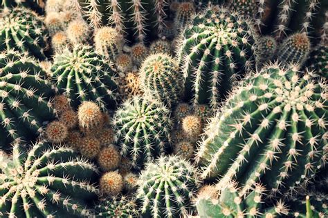 Cactus lot PenalbaWeb.com