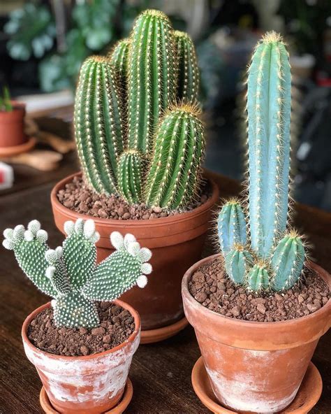 Cactus plantas PenalbaWeb.com