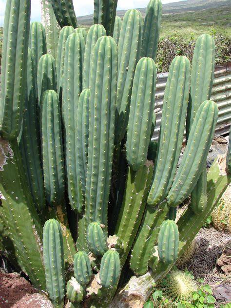 Cactus san pedro PenalbaWeb.com