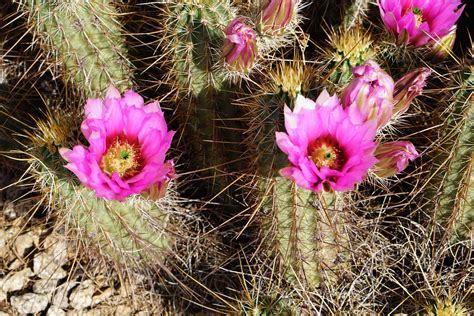 Cactus PenalbaWeb.com