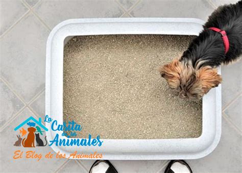 Caja de arena para perros PenalbaWeb.com