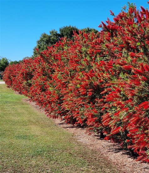 Callistemon PenalbaWeb.com