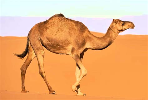 Camel PenalbaWeb.com