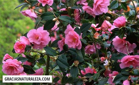 Camelia PenalbaWeb.com