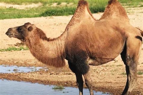 Camelos PenalbaWeb.com