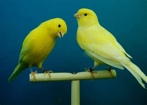 Canario PenalbaWeb.com