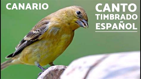 Canarios timbrados PenalbaWeb.com