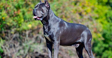 Cane corso PenalbaWeb.com