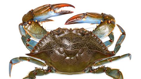 Cangrejo PenalbaWeb.com