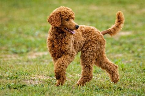 Caniche mediano PenalbaWeb.com