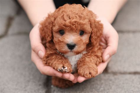 Caniche mini toy PenalbaWeb.com