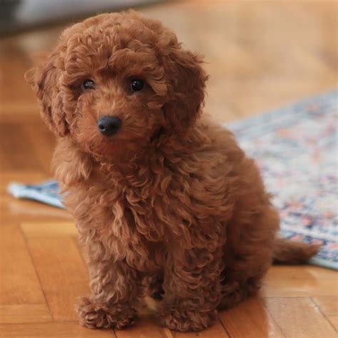 Caniche toy PenalbaWeb.com