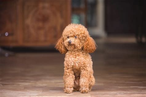 Caniche PenalbaWeb.com