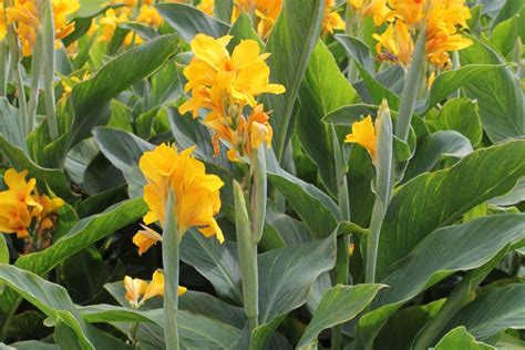 Canna indica PenalbaWeb.com