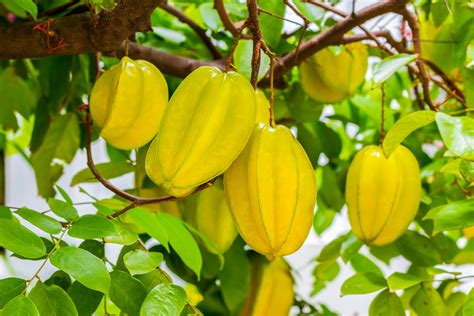 Carambola fruta PenalbaWeb.com