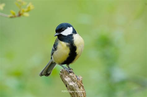 Carbonero PenalbaWeb.com