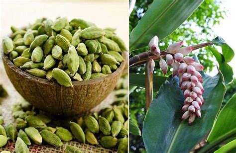 Cardamomo PenalbaWeb.com