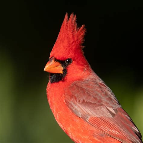 Cardinal PenalbaWeb.com