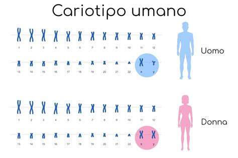 Cariotipo PenalbaWeb.com