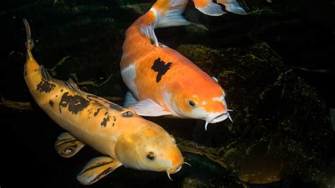 Carpa koi PenalbaWeb.com