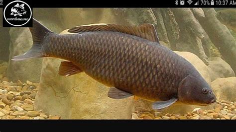 Carpa pez PenalbaWeb.com