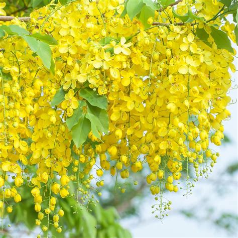 Cassia PenalbaWeb.com