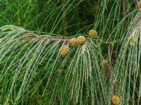 Casuarina PenalbaWeb.com