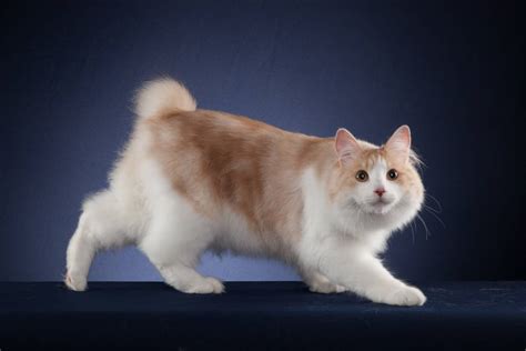 Cat PenalbaWeb.com