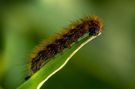 Caterpillar PenalbaWeb.com