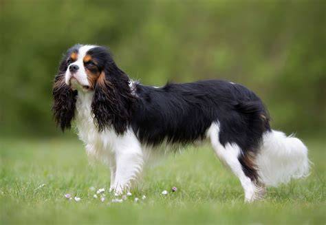 Cavalier PenalbaWeb.com
