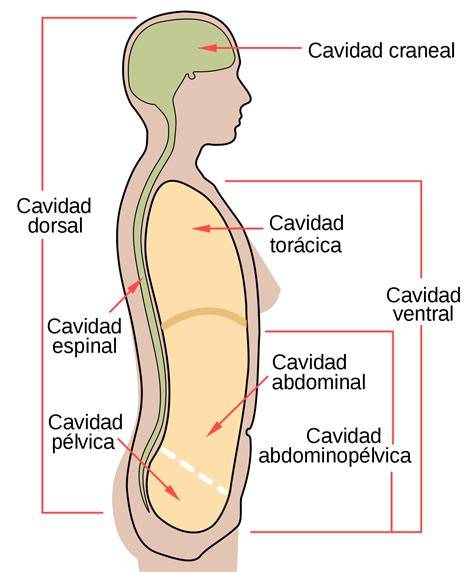 Cavidad PenalbaWeb.com