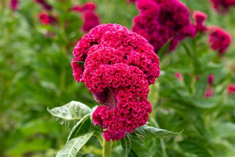 Celosia PenalbaWeb.com