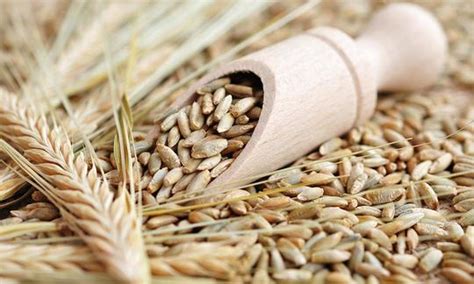 Centeno en grano PenalbaWeb.com