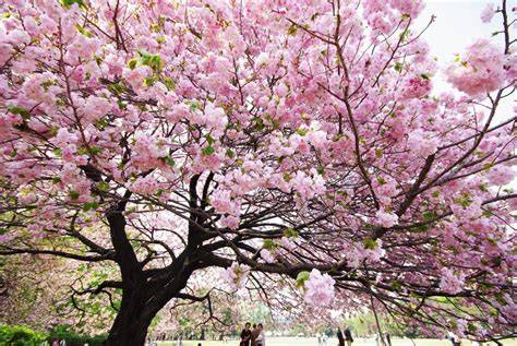 Cerezo japones PenalbaWeb.com
