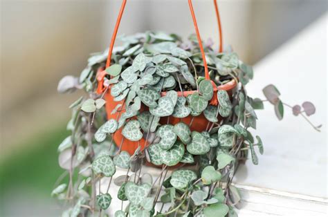 Ceropegia woodii PenalbaWeb.com