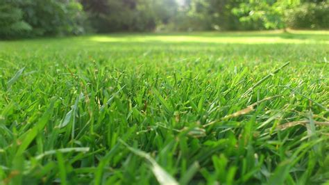 Cesped natural PenalbaWeb.com