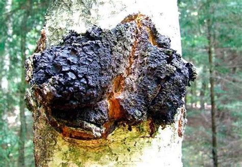 Chaga hongo PenalbaWeb.com